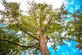 Best Pest Control for Lawns  in Lawton, MI