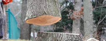 How Our Tree Care Process Works  in  Lawton, MI